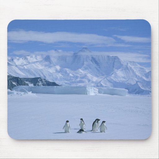 Adelie Penguins, Pygoscelis adeliae), Mousemat