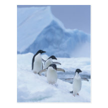 Adelie Penguins (Pygoscelis adeliae) on ice, Post Cards