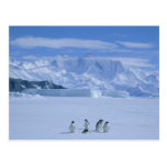 Adelie Penguins, Pygoscelis adeliae), Postcard