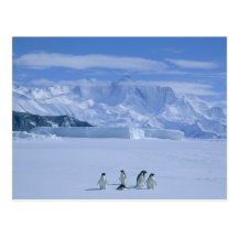 Adelie Penguins, Pygoscelis adeliae), Postcard
