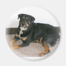 Adopted Dog Magnets