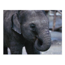 Adorable Baby Elephant Post Card