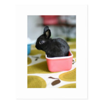adorable bunny postcard