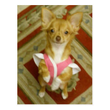 adorable chi post cards