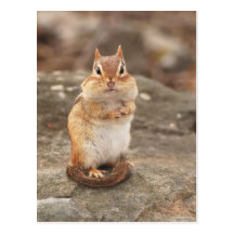 Adorable Chipmunk postcard
