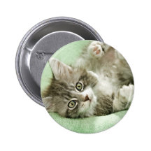 Adorable Cute Grey Tabby Kitten Paw Play Tapping