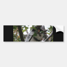 Adorable Kitten Bumper Stickers
