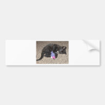 ADORABLE KITTEN BUMPER STICKERS