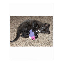 ADORABLE KITTEN POST CARDS
