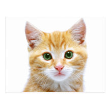 Adorable kitten postcards