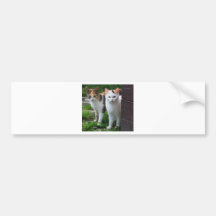 ADORABLE KITTENs Bumper Stickers