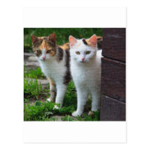 ADORABLE KITTENs Postcard