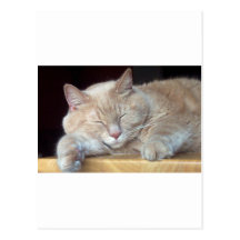 ADORABLE KITTY CAT POSTCARDS