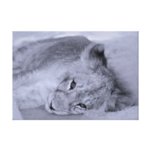 Adorable lion cub resting canvas prints