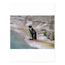 Adorable Penguin Post Card