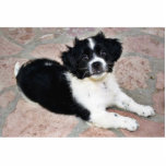 Adorable Puppy On The Ground Photo Cutouts