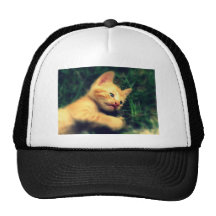 Adorable Yellow Striped Kitten Hats