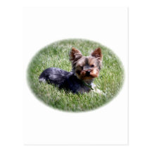 Adorable Yorkie Post Cards