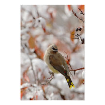 Adult Cedar Waxwing on hawthorn with snow, Photo