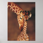 Adult Giraffe with calf (Giraffa camelopardalis) Posters