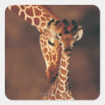 Adult Giraffe with calf (Giraffa camelopardalis) Sticker