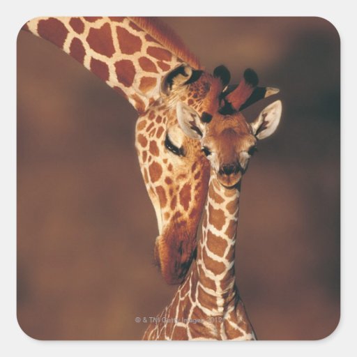 Adult Giraffe with calf (Giraffa camelopardalis) Sticker
