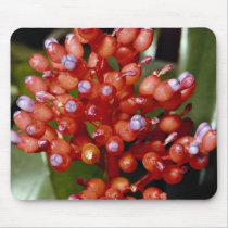 Aechmea miniata, bromeliaceae mousepads