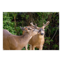 Affectionate Deer Bucks Art Photo