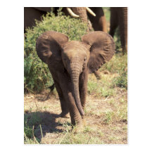 Africa, Kenya, Amboseli National Park. African 2 Post Card
