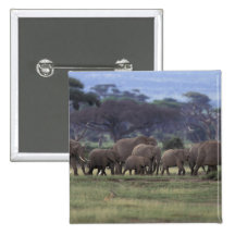 Africa, Kenya, Amboseli National Park. African 3 Pinback Button