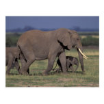 Africa, Kenya, Amboseli National Park. African 4 Postcard