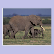 Africa, Kenya, Amboseli National Park. African 4 postcards