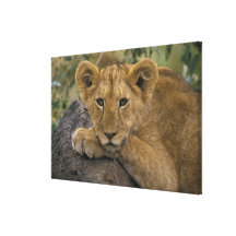 Africa, Kenya. Portrait of a lion. Canvas Prints