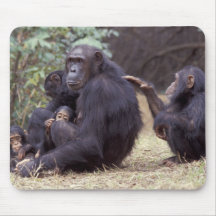 Africa, Tanzania, Gombe NP Infant female Mouse Pads