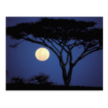 Africa, Tanzania, Tarangire. Acacia tree in Postcards