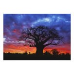 African baobab tree, Adansonia digitata, 2 Photograph