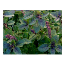 African Blue Basil Post Cards