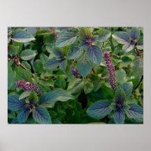 African Blue Basil Posters