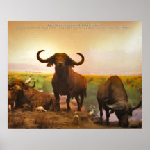 african buffalo poster