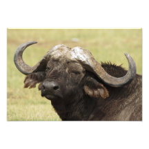 African Buffalo, Syncerus caffer, standing in Photo