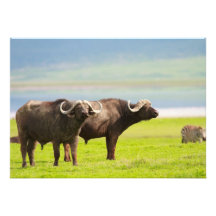 African buffaloes custom announcements
