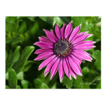 African Daisy Postcard