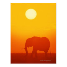 African elephant walking at sunset , Kenya , Post Cards