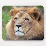 african lion 6 mouse pad