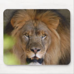 african-lion-b-1 mouse mats