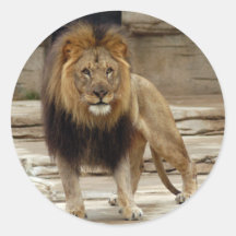 african-lion-b-4 sticker