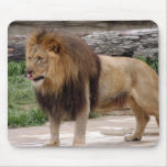 african-lion-b-6 mousemats