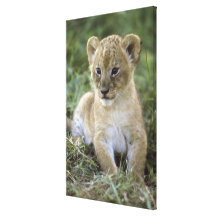 African lion, Panthera leo), Tanzania, Gallery Wrap Canvas