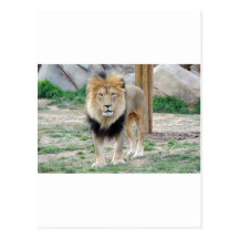 African Lion Post Cards