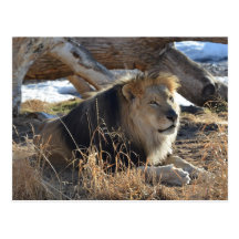 African Lion Post Cards